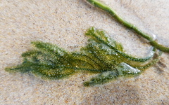 Caulerpa flexilis