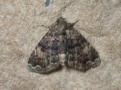 Metalectra richardsi