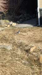 Aphelocoma californica