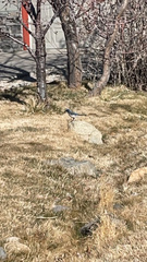 Aphelocoma californica