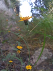 Hymenostephium tenue