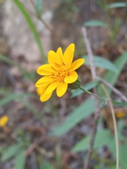 Hymenostephium tenue