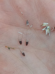 Hymenostephium tenue