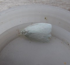 Nymphostola galactina