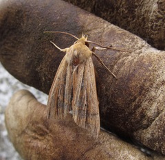 Ichneutica sulcana