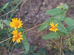Hymenostephium tenue