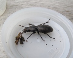 Mecodema sculpturatum