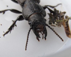 Mecodema sculpturatum