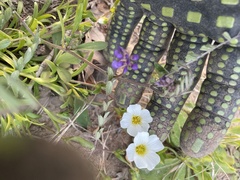 Mononeuria nuttallii