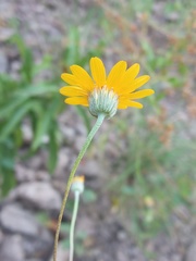 Hymenostephium tenue