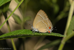 Contrafacia catharina