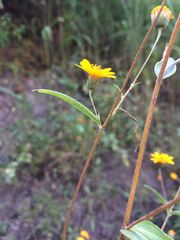 Hymenostephium tenue