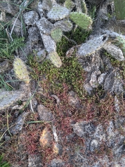 Aphanisma blitoides