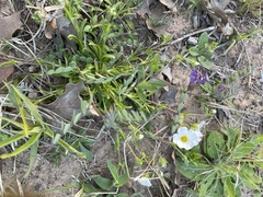 Mononeuria nuttallii