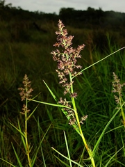 Scleria bracteata