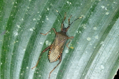 Leptoscelis elongator