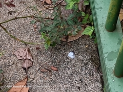 Jamides celeno aelianus