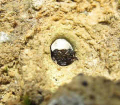 Neocicindela latecincta