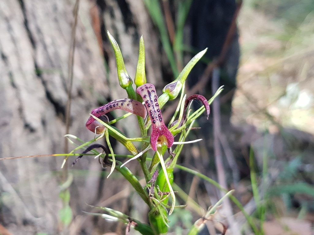 Cryptostylis leptochila