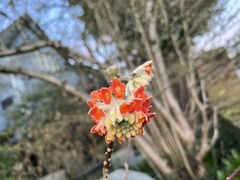 Edgeworthia