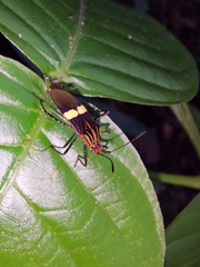 Hypselonotus subterpunctatus