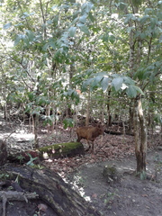 Rusa timorensis