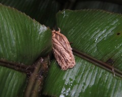 Agonopterix umbellana