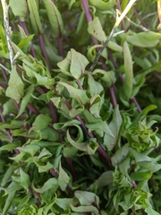 Aphanisma blitoides