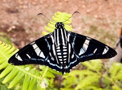 Zonia zonia