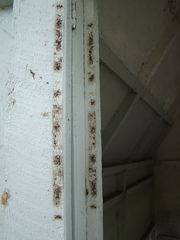 Dermanyssus gallinae