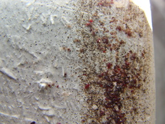 Dermanyssus gallinae