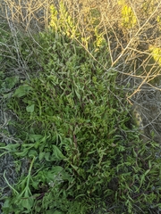 Aphanisma blitoides