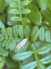 Mesophleps adustipennis