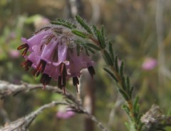 Erica barbigeroides