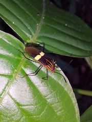 Hypselonotus subterpunctatus