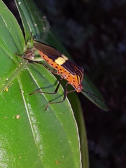 Hypselonotus subterpunctatus