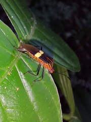 Hypselonotus subterpunctatus