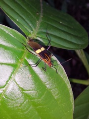 Hypselonotus subterpunctatus
