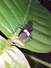 Hypselonotus subterpunctatus