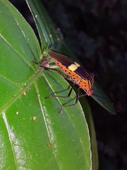 Hypselonotus subterpunctatus