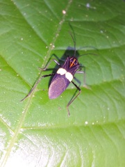 Hypselonotus subterpunctatus