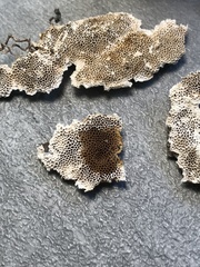 Perenniporia tenuis