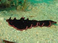 Pseudobiceros gloriosus