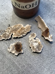 Perenniporia tenuis
