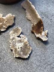 Perenniporia tenuis