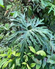 Philodendreae