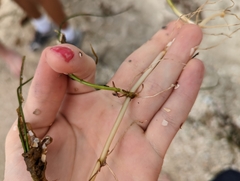 Syringodium filiforme