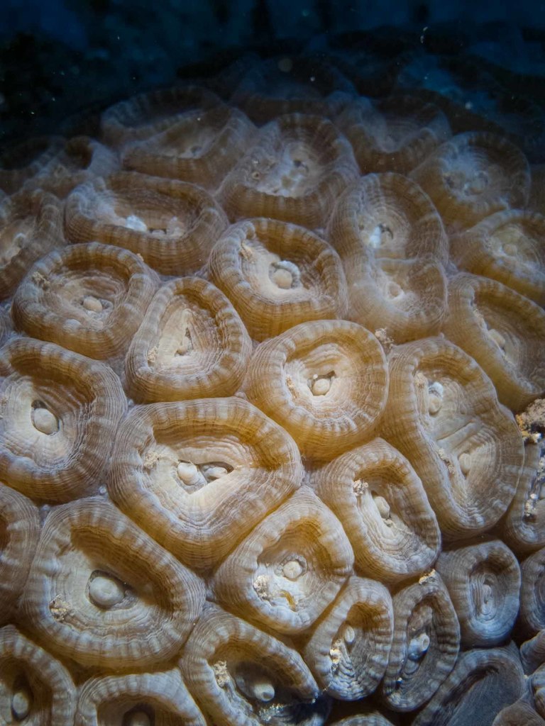 Astraeosmilia maxima