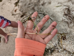 Syringodium filiforme