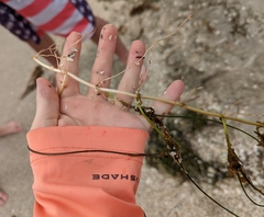 Syringodium filiforme